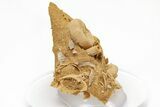 Miniature Fossil Cluster (Ammonites, Echinoderms) - France #212427-2
